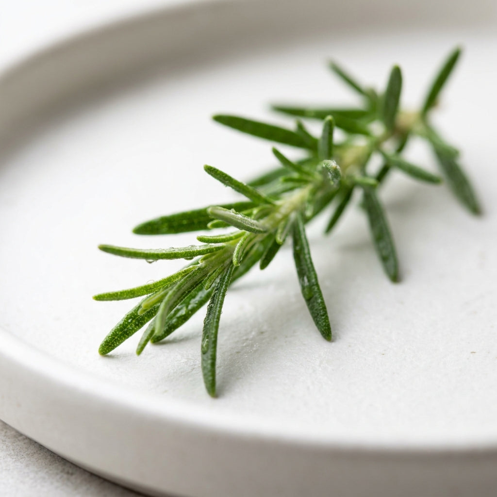 Macro close-up of rosemary leaf oil